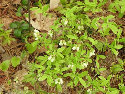 Vaccinium angustifolium, photographed by Liren Varghese
