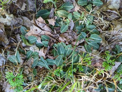 Goodyera pubescens, photographed by Alison Northup