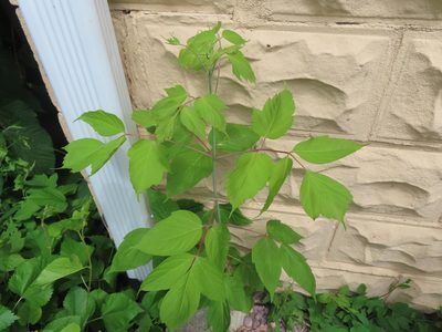 Acer negundo, photographed by Eric Schmidt
