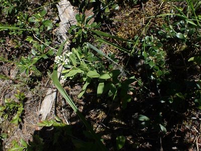 Comandra umbellata, photographed by Mary Krieger