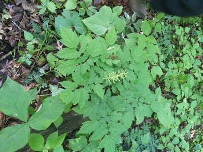 Actaea pachypoda, photographed by Ethan Rose