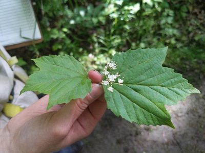 Viburnum acerifolium, photographed by Ethan Rose