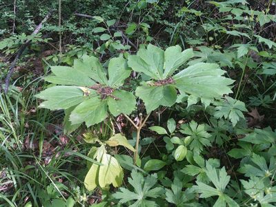 Podophyllum peltatum, photographed by Ethan Rose