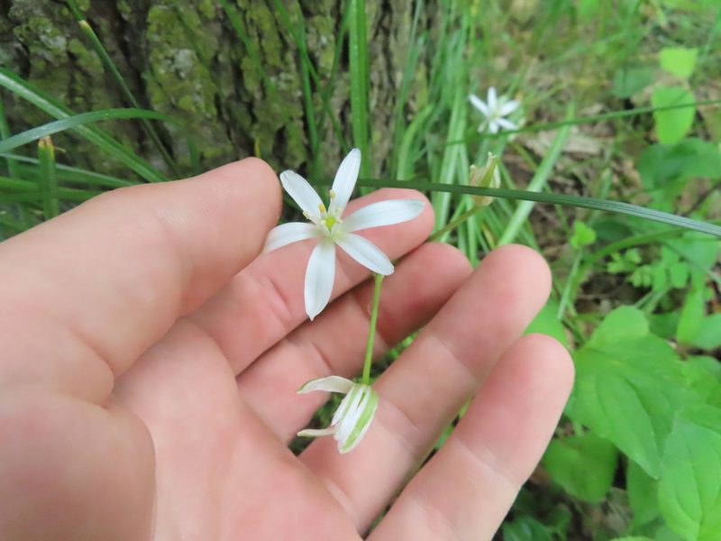 Ornithogalum umbellatum, photographed by Eric Schmidt
