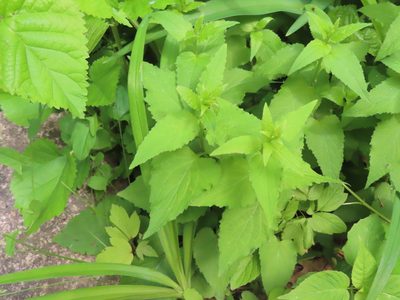 Campanula rapunculoides
