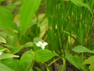 Viola canadensis, photographed by Liren Varghese