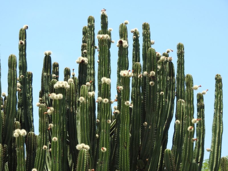 Stenocereus queretaroensis, photographed by Oscar Alejandro Morales Juárez