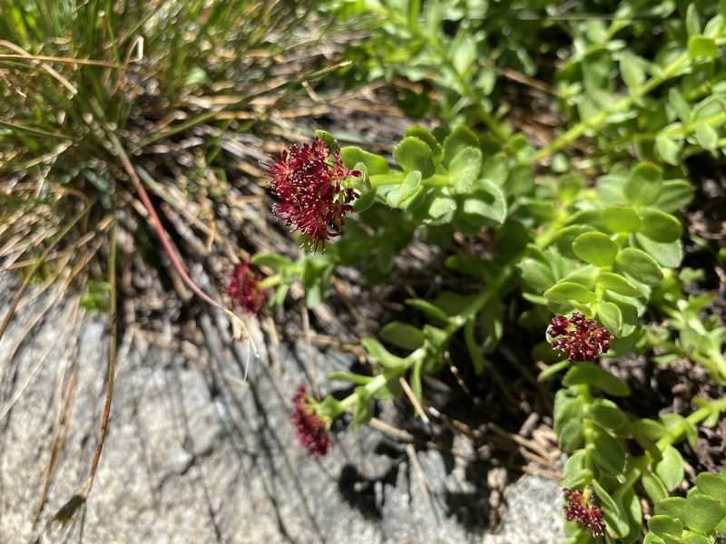 Rhodiola integrifolia, photographed by Peter Garber