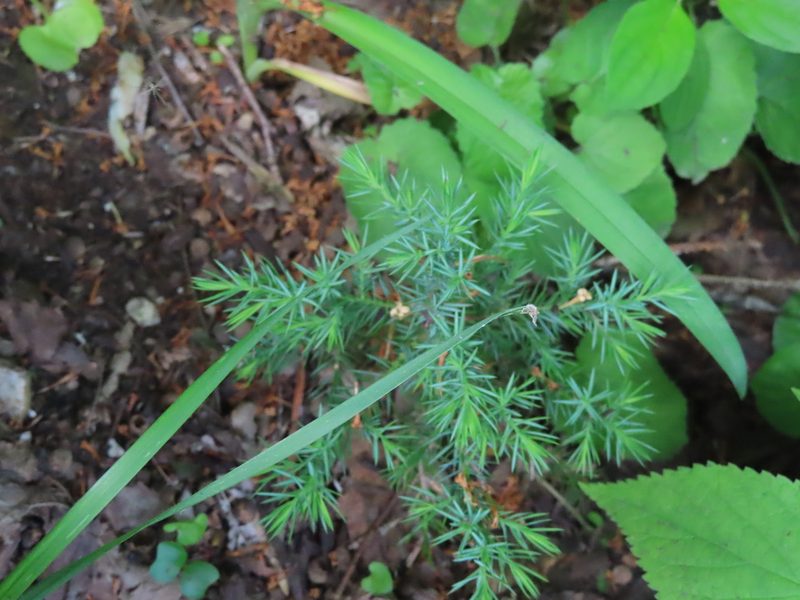 Juniperus virginiana, photographed by Eric Schmidt