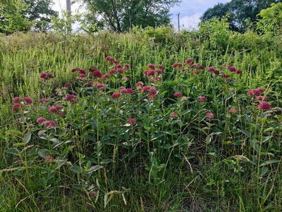 Asclepias purpurascens, photographed by Scott Allen Davis