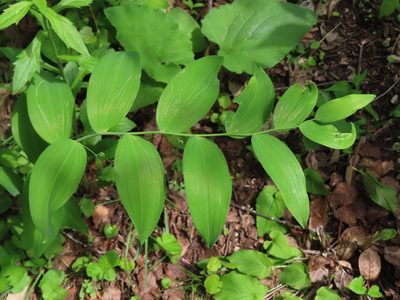 Polygonatum biflorum, photographed by Eric Schmidt