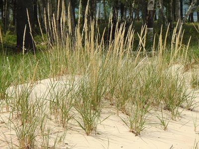 Calamagrostis breviligulata, photographed by Liren Varghese