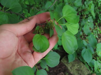 Rhamnus cathartica, photographed by Eric Schmidt