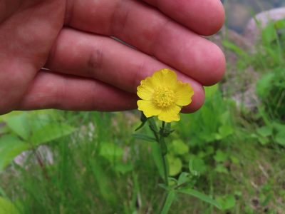 Ranunculus acris, photographed by Eric Schmidt