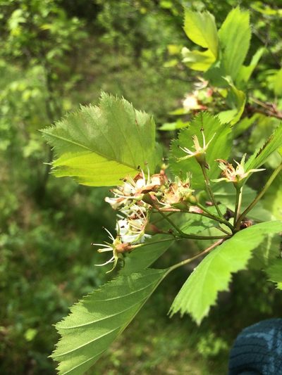 Crataegus holmesiana, photographed by Étienne Lacroix-Carignan