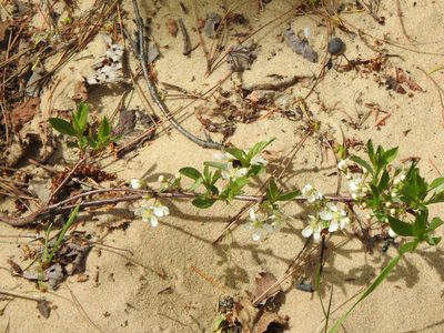 Prunus pumila, photographed by Liren Varghese