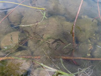 Potamogeton crispus, photographed by Eric Schmidt