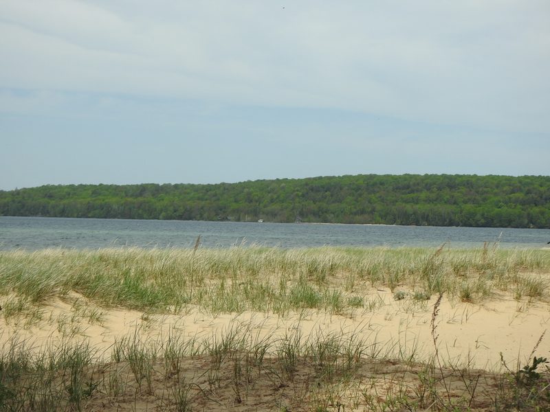 Calamagrostis breviligulata, photographed by Liren Varghese