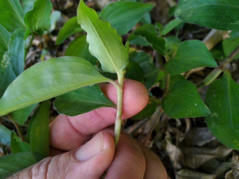 Commelina benghalensis, photographed by Steve Fitzgerald