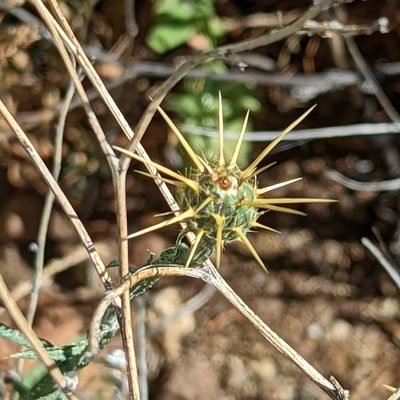 Centaurea solstitialis, photographed by Dominic Gentilcore