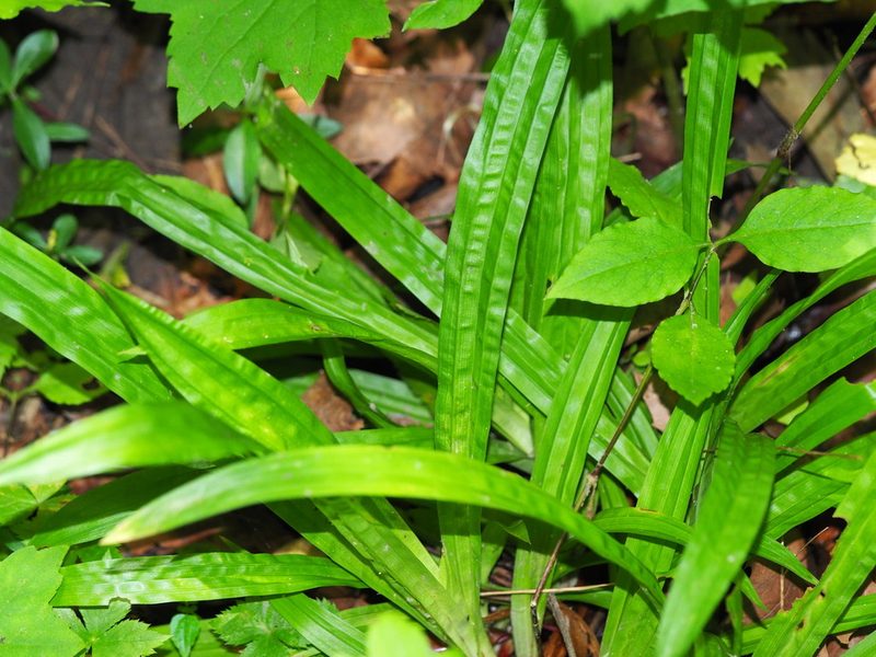 Carex plantaginea, photographed by Clay Gibbons