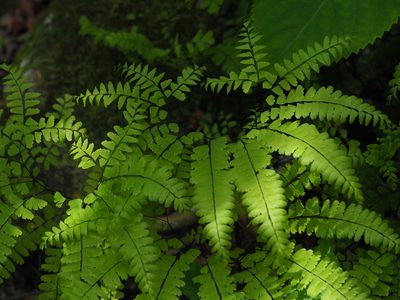 Adiantum pedatum, photographed by Clay Gibbons