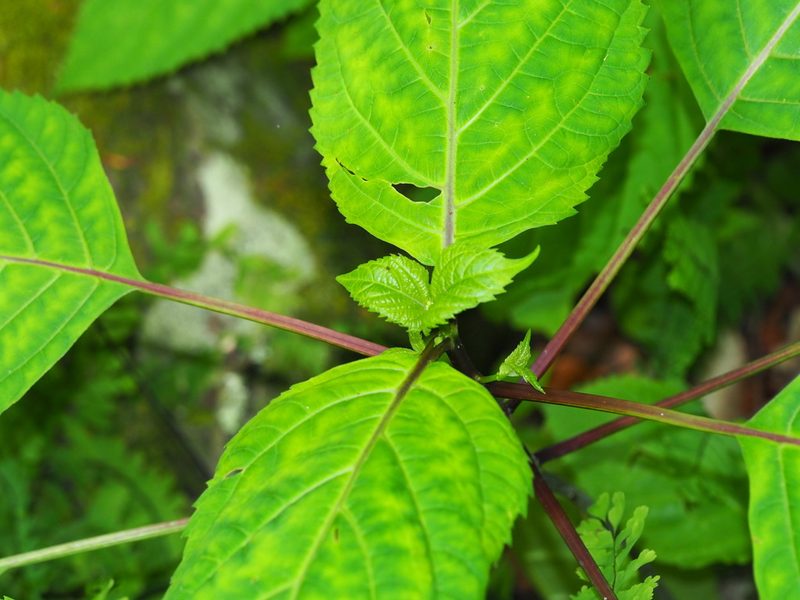 Collinsonia canadensis, photographed by Clay Gibbons