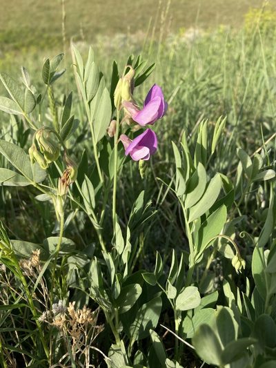 Lathyrus eucosmus, photographed by Cecelia Alexander