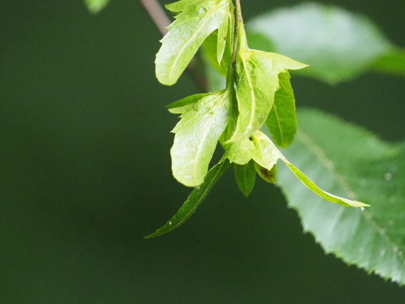 Carpinus caroliniana, photographed by Clay Gibbons