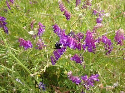 Vicia villosa, photographed by Michael Bunsen