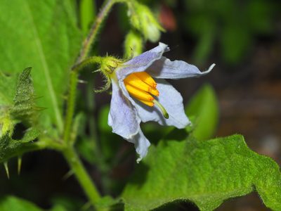 Solanum carolinense, photographed by Clay Gibbons