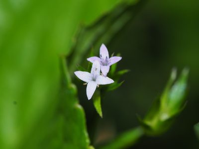 Sherardia arvensis, photographed by Clay Gibbons