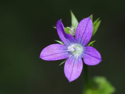 Triodanis perfoliata, photographed by Clay Gibbons