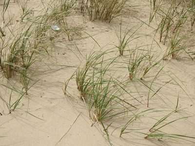 Calamagrostis breviligulata, photographed by Liren Varghese