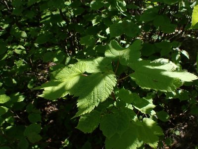 Acer spicatum, photographed by Mary Krieger