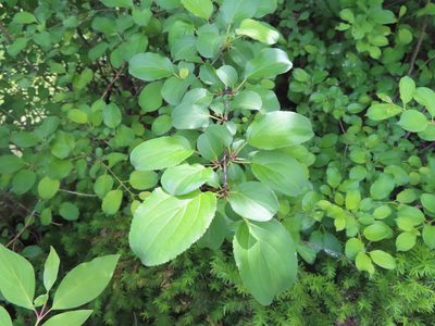 Rhamnus cathartica, photographed by Eric Schmidt