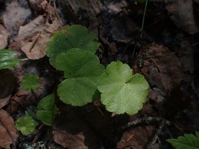Mitella nuda