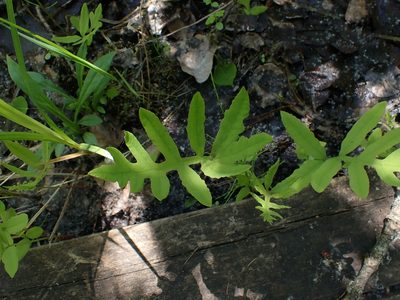Onoclea sensibilis, photographed by Mary Krieger