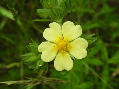 Potentilla recta, photographed by pachips