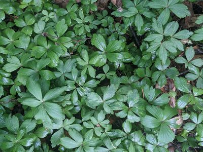 Anemone quinquefolia, photographed by Ethan Rose