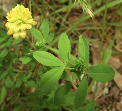 Trifolium aureum, photographed by pachips