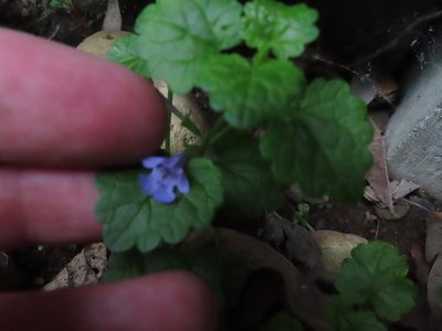 Glechoma hederacea, photographed by Eric Schmidt