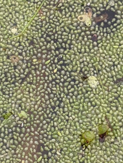 Wolffia columbiana, photographed by Benoit Renaud