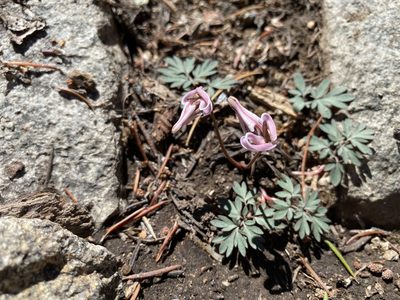 Dicentra uniflora