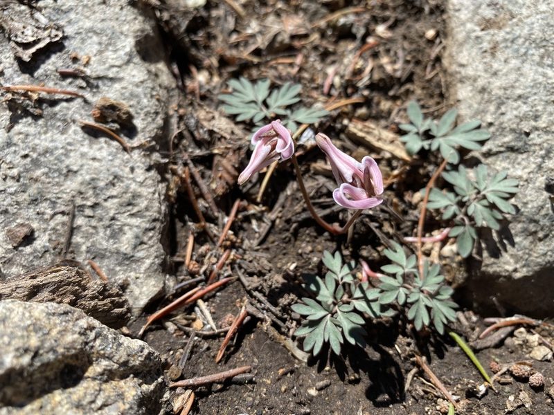 Dicentra uniflora, photographed by Peter Garber
