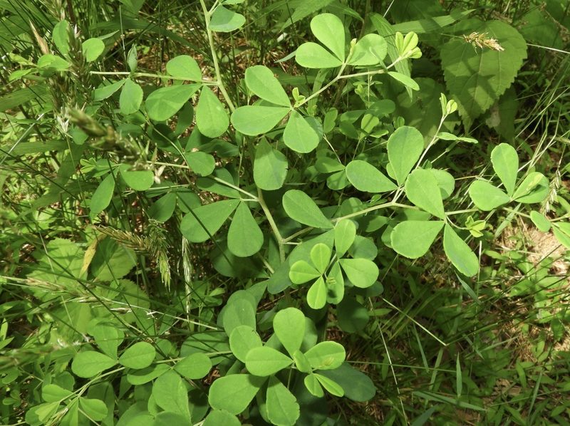 Baptisia tinctoria, photographed by pachips