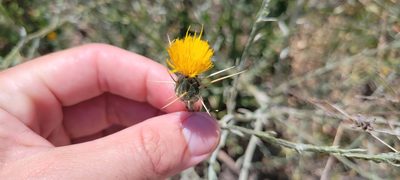 Centaurea solstitialis, photographed by Amthinkia