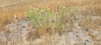 Asclepias fascicularis, photographed by Amthinkia