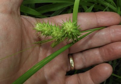 Carex lurida, photographed by pachips