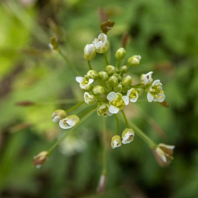 Capsella bursa-pastoris, photographed by Randy A Nonenmacher